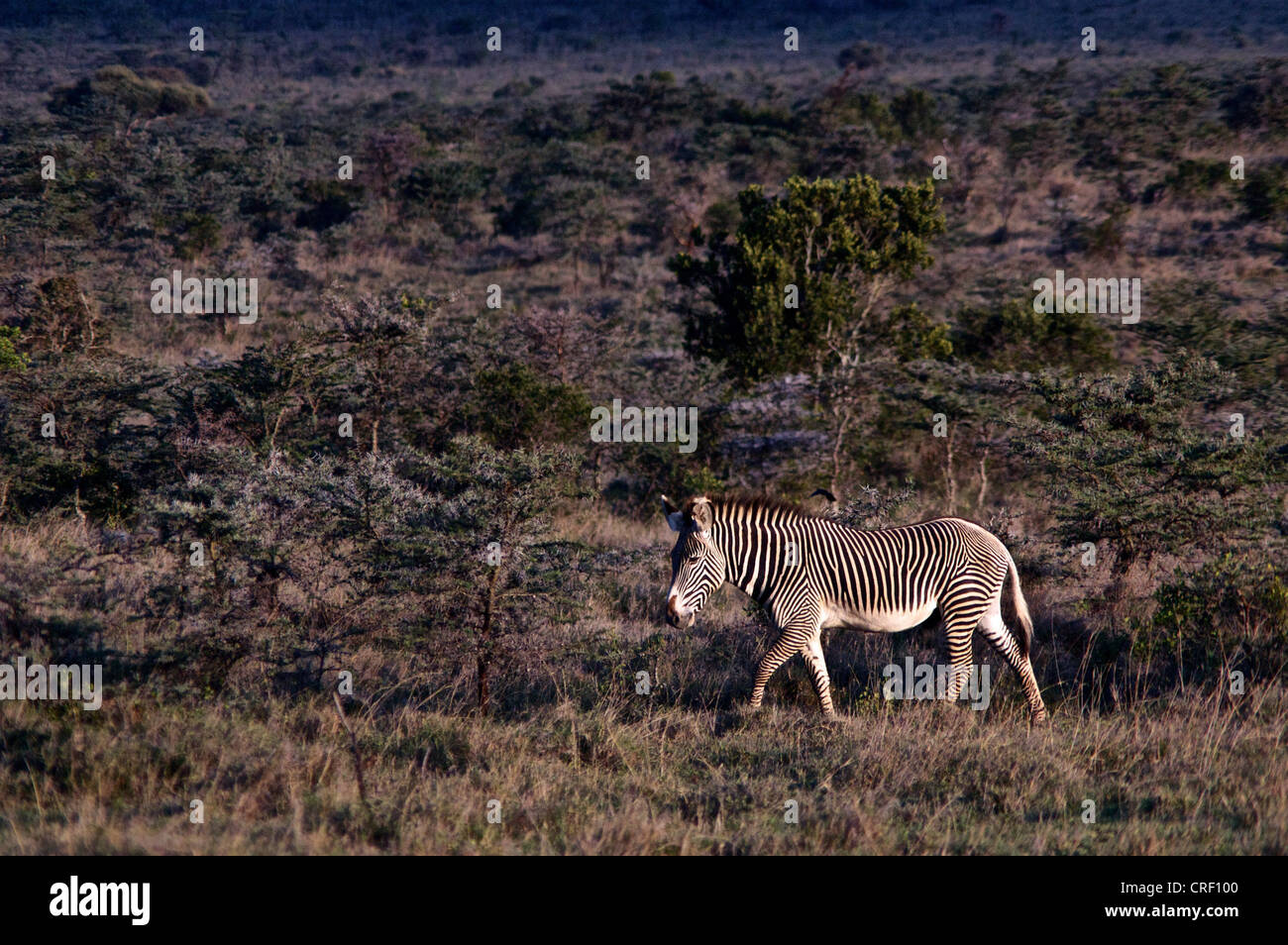 Zebra im kenianischen Nationalpark, El Karama, Afrika. Stockfoto