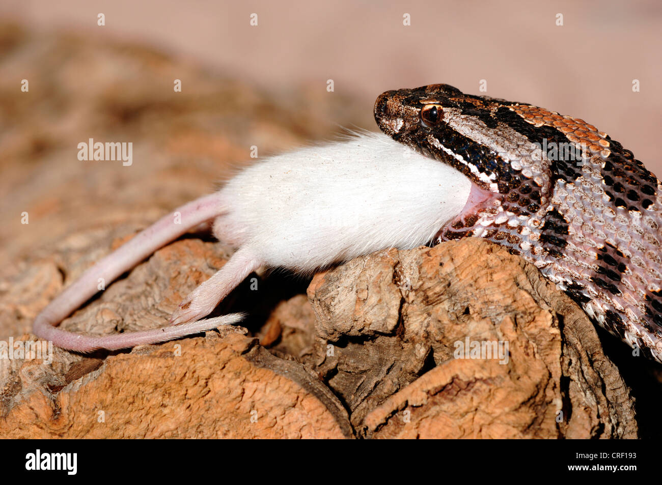 Zwerg-Klapperschlange (Sistrurus Miliarius), Fütterung weiße Maus Stockfoto