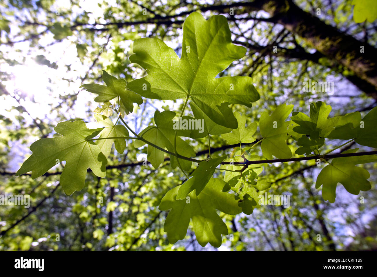 Feldahorn, gemeinsame Ahorn (Acer Campestre), Zweige mit Blättern, Deutschland, Baden-Württemberg Stockfoto