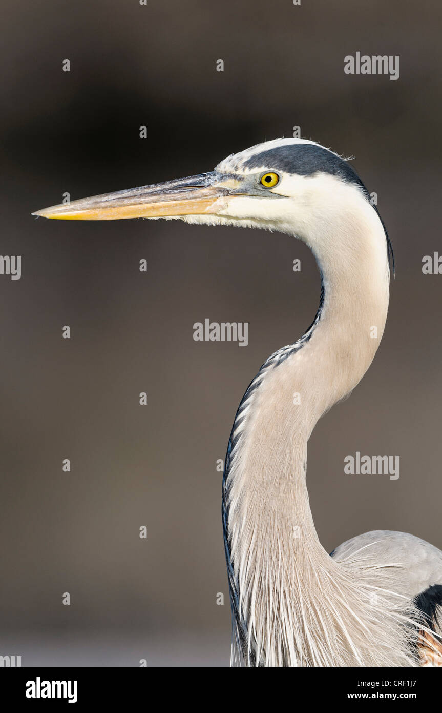 Great Blue Heron Kopf Closeup, Estero Lagune, Fort Myers Beach, Florida Stockfoto