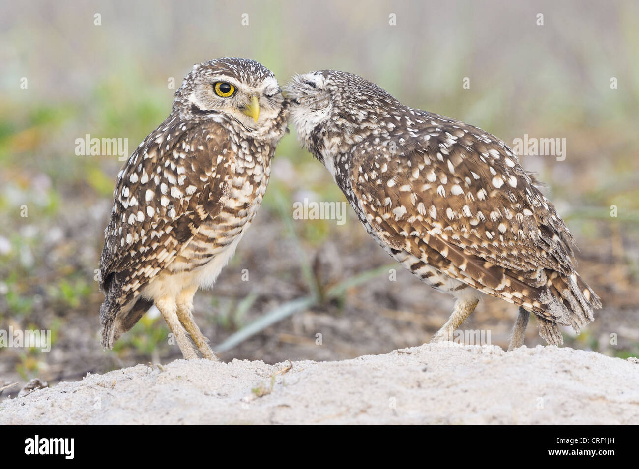 Florida-Kanincheneule paar Sitzstangen auf Burrow, Cape Coral, Florida Stockfoto