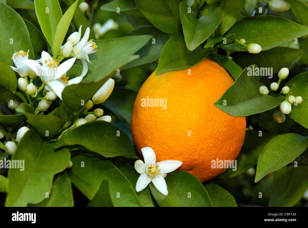 Orangenbaum (Citrus Sinensis), Blüten und Früchte auf dem Baum Stockfoto