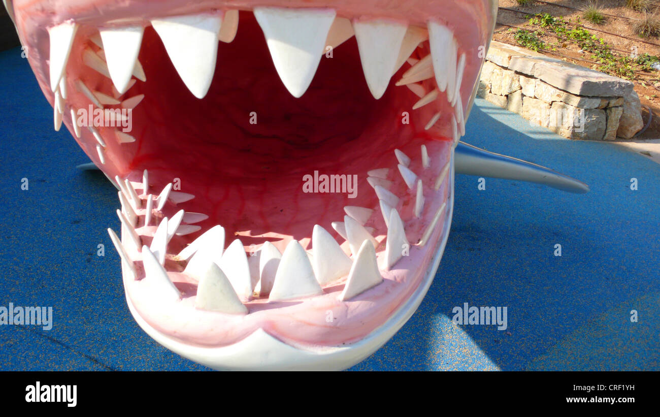 weißer Hai (Carcharodon Carcharias, Carcharodon Rondeletii), Zähne, dummy auf einem Kinderspielplatz s Stockfoto