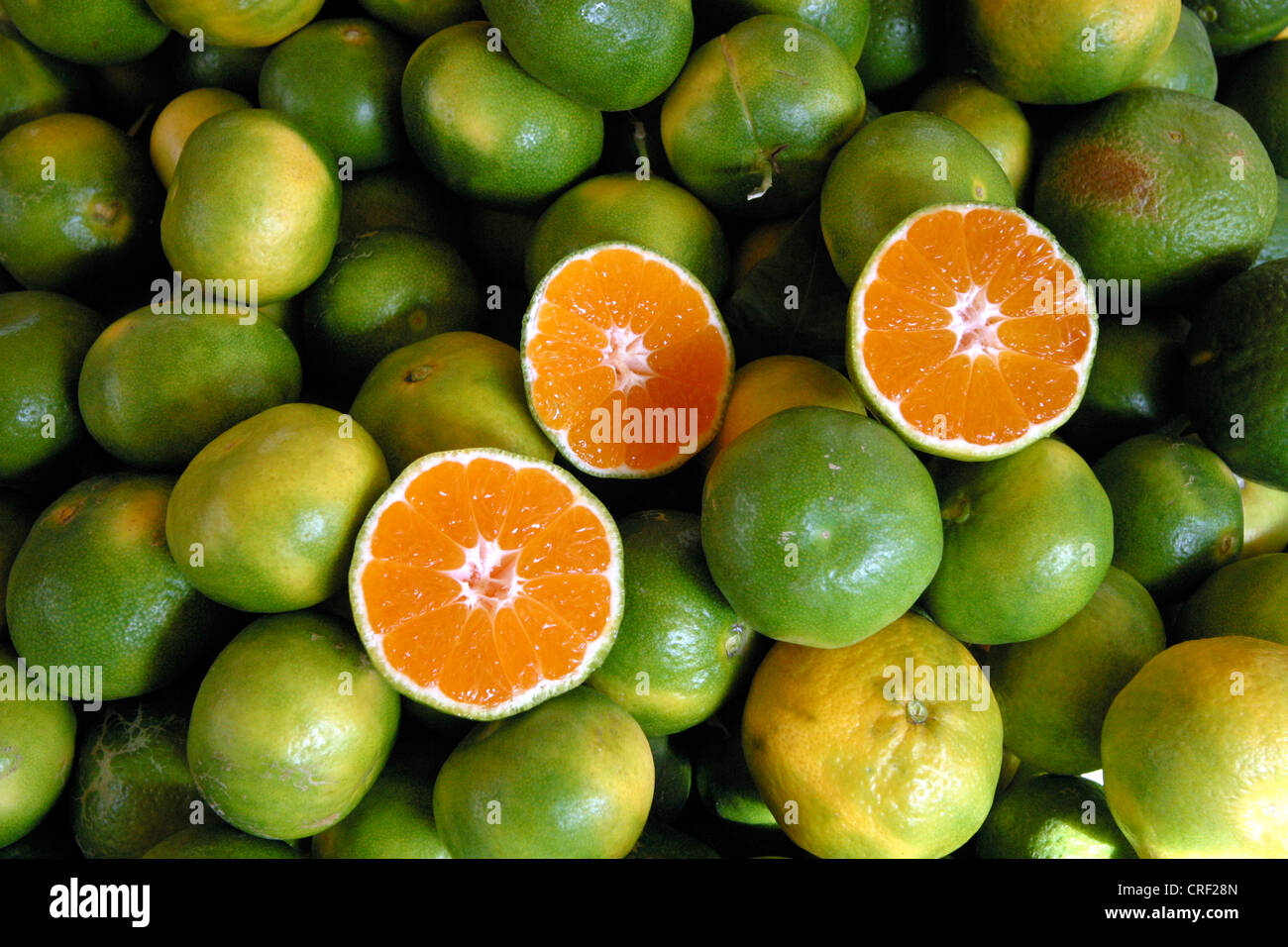 Mandarine, Mandarine (Citrus Reticulata), Imature Früchte, Türkei, Antalya Stockfoto