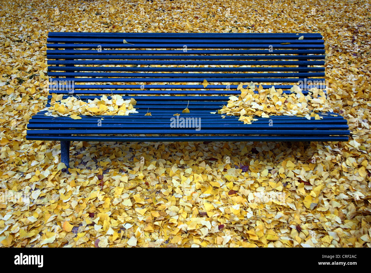 Parkbank im Herbst, Frankreich, Paris Stockfoto