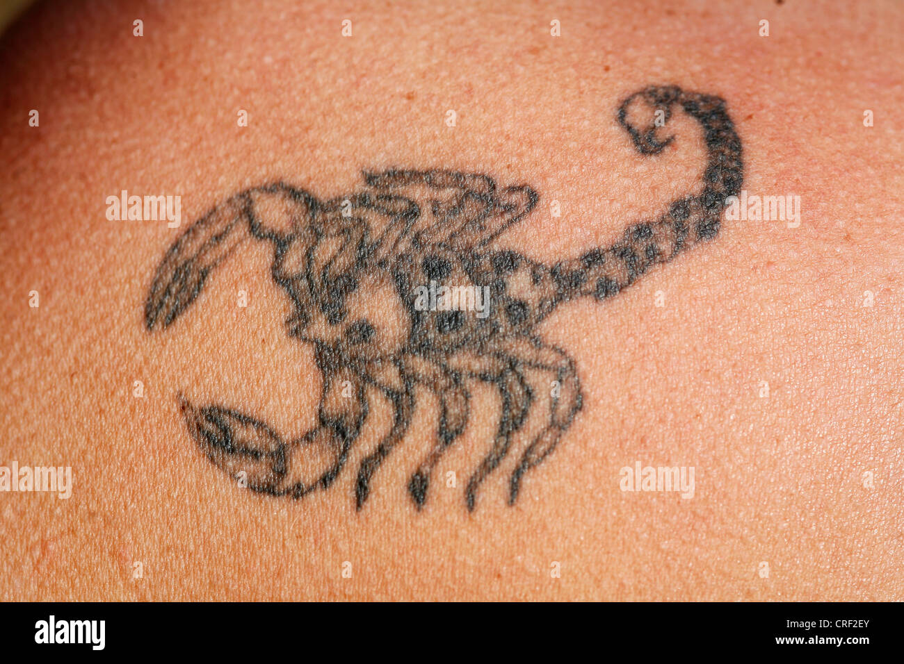 Skorpion tattoo Stockfoto