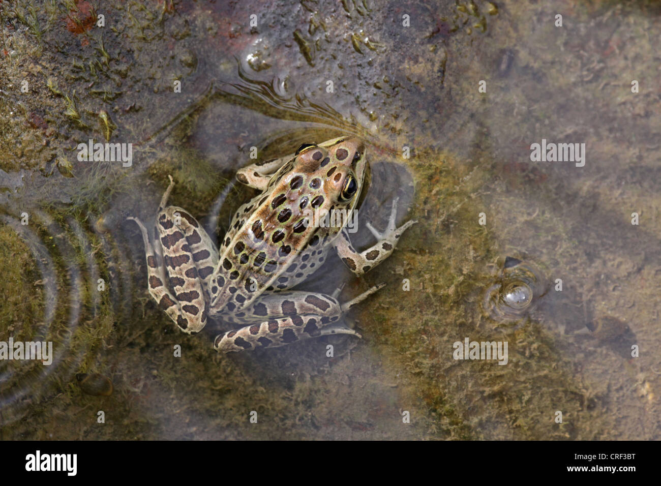 Braune nördlichen Leopard Frog Stockfoto