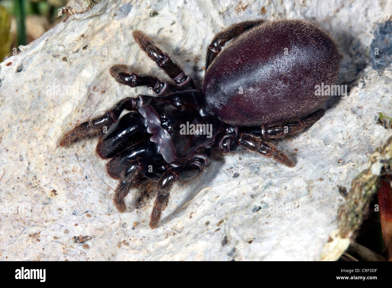 Geldbörse-Web-Spider (Atypus Piceus), weibliche im Tunnel web Stockfoto
