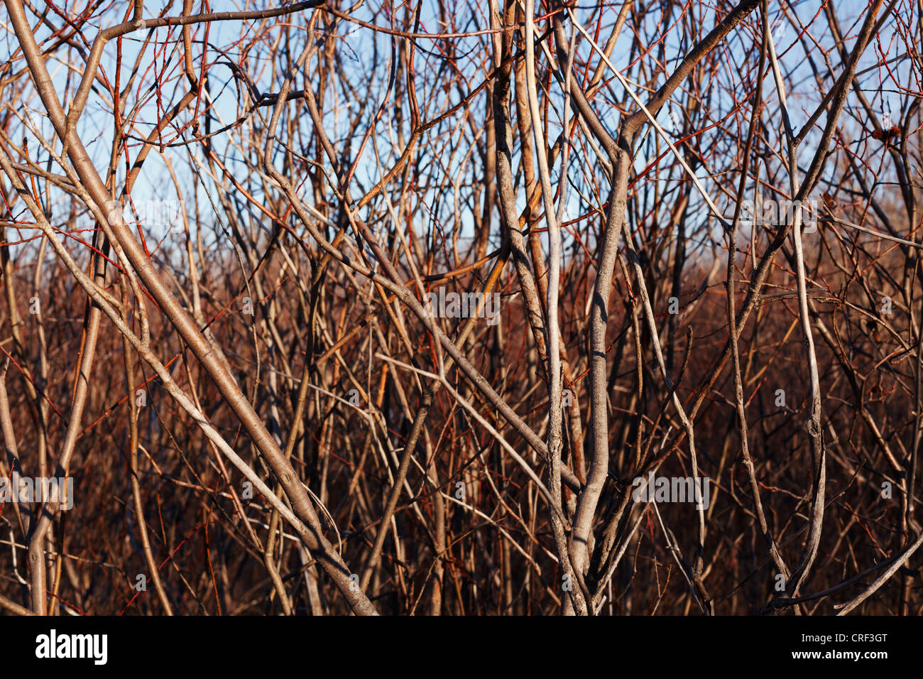 Verschlungenen Zweigen in einem Moor-Dickicht. Stockfoto