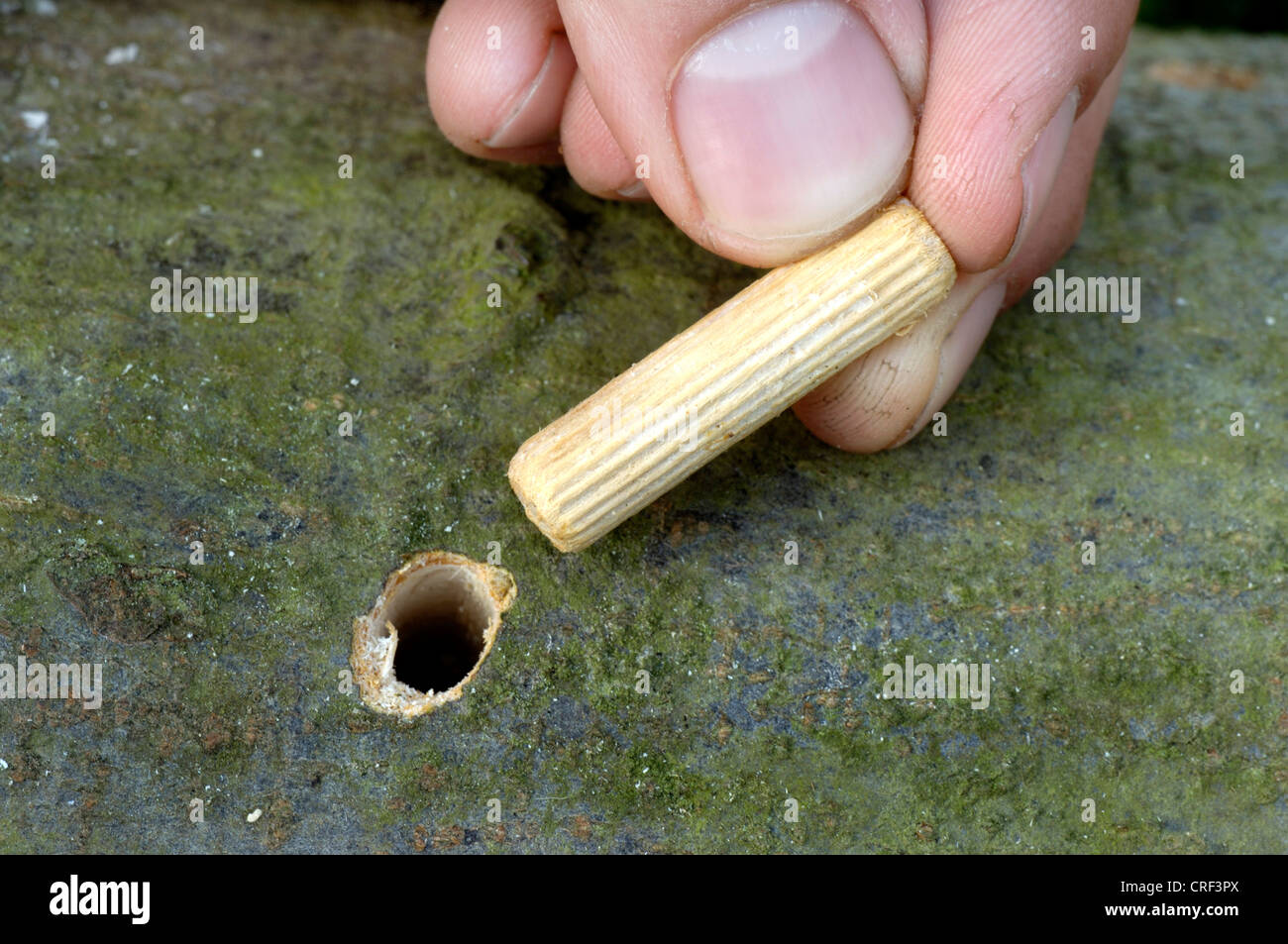 Shiitake (Lentinula Edodes), Pilz Zucht, Dübel mit Shiitake Brut