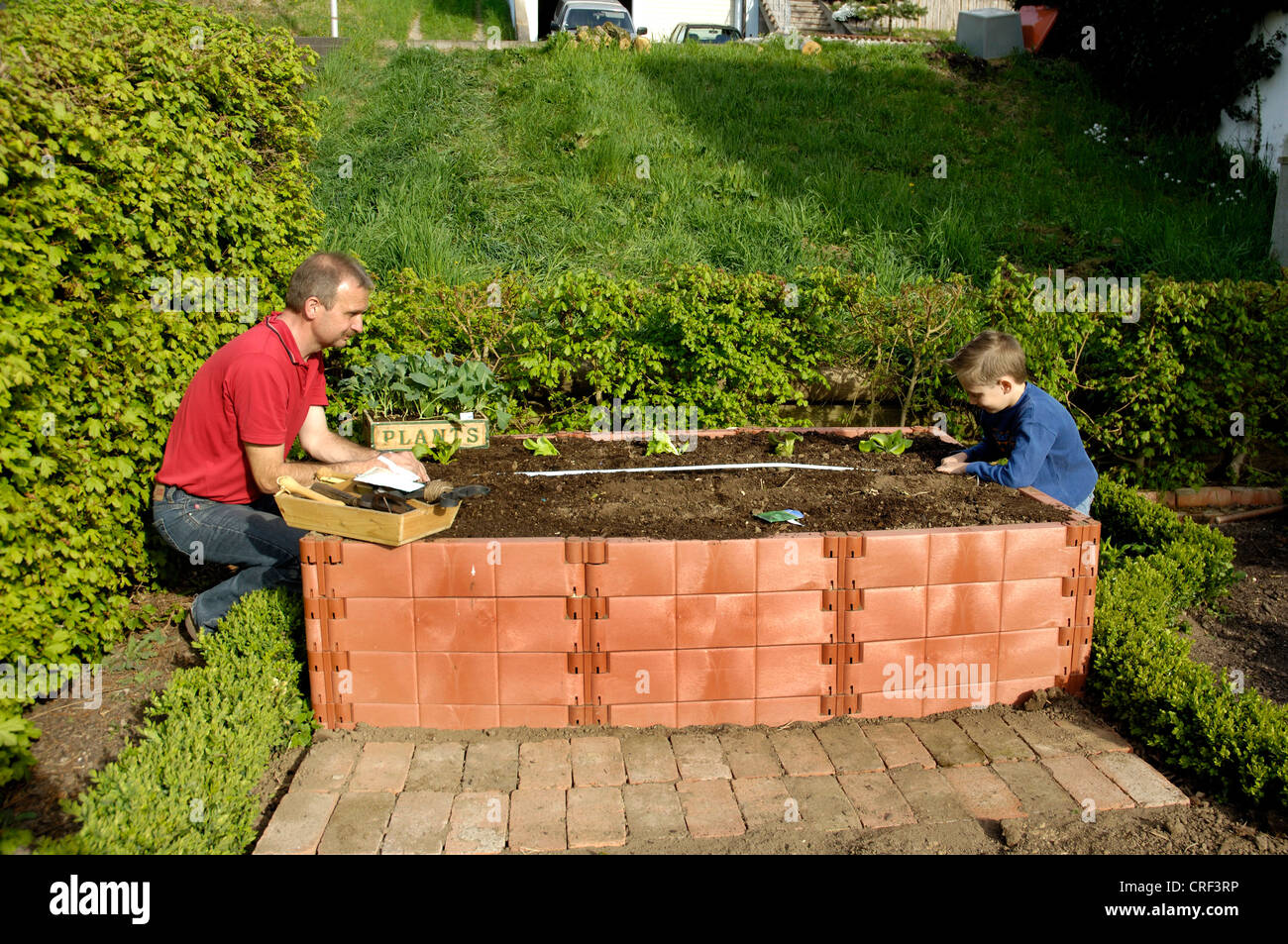 Mann und ein Junge Pflanzen eine erhöhte Blumenbeet Stockfoto