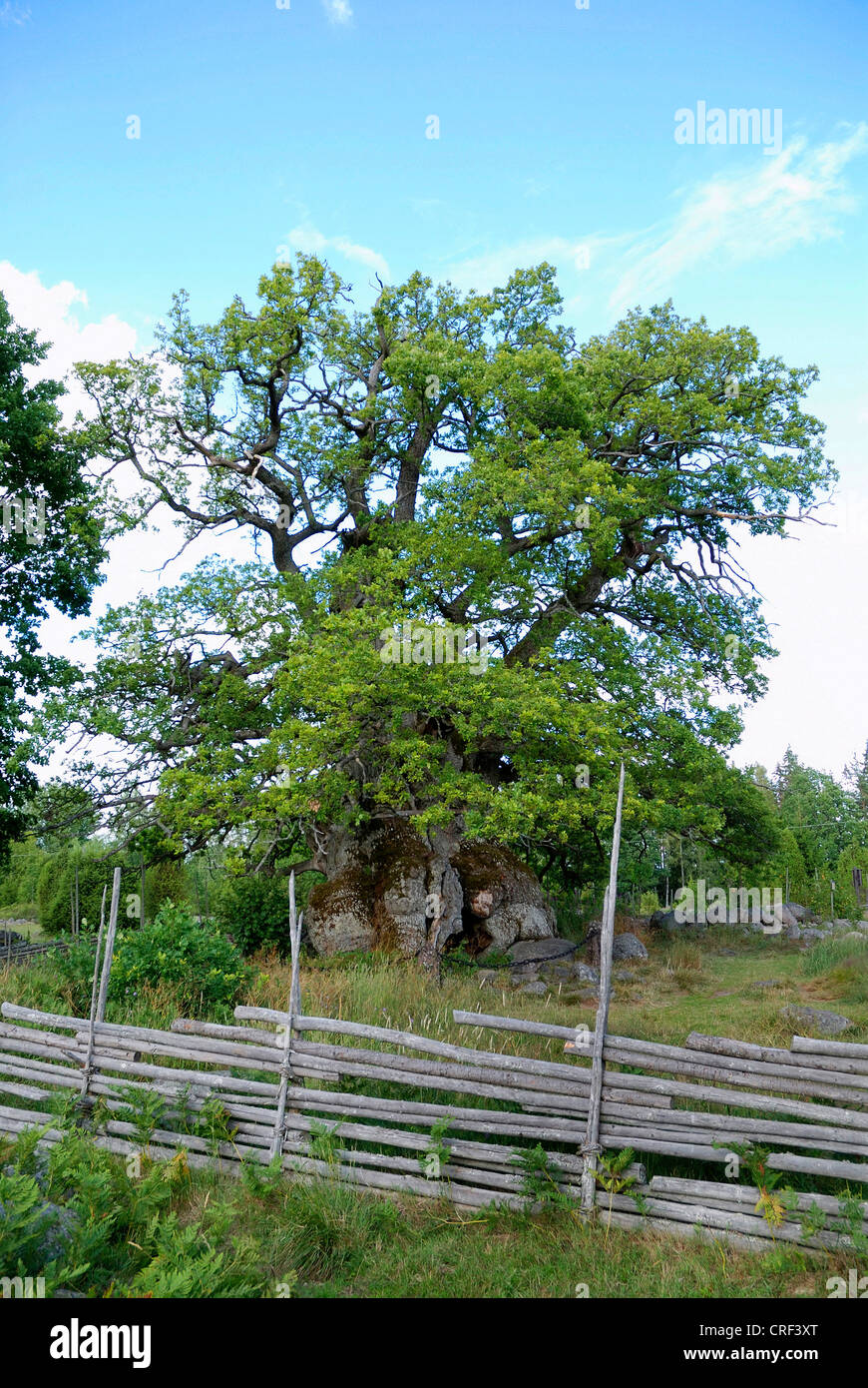 Eiche (Quercus spec.), Rumskulla, Kvill Eiche, älteste Eiche von Schweden, typische Zaun im Vordergrund, Schweden, Smaland, Rumskulla Stockfoto