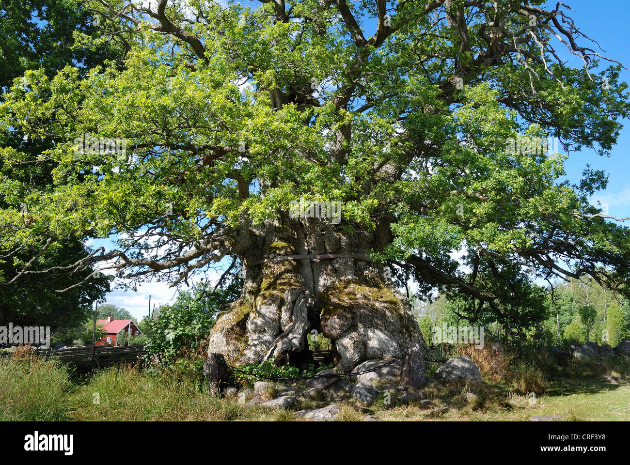 Eiche (Quercus spec.), Rumskulla Eiche, Kvill Eiche, älteste Baum von Schweden, Schweden, Smaland, Rumskulla Stockfoto