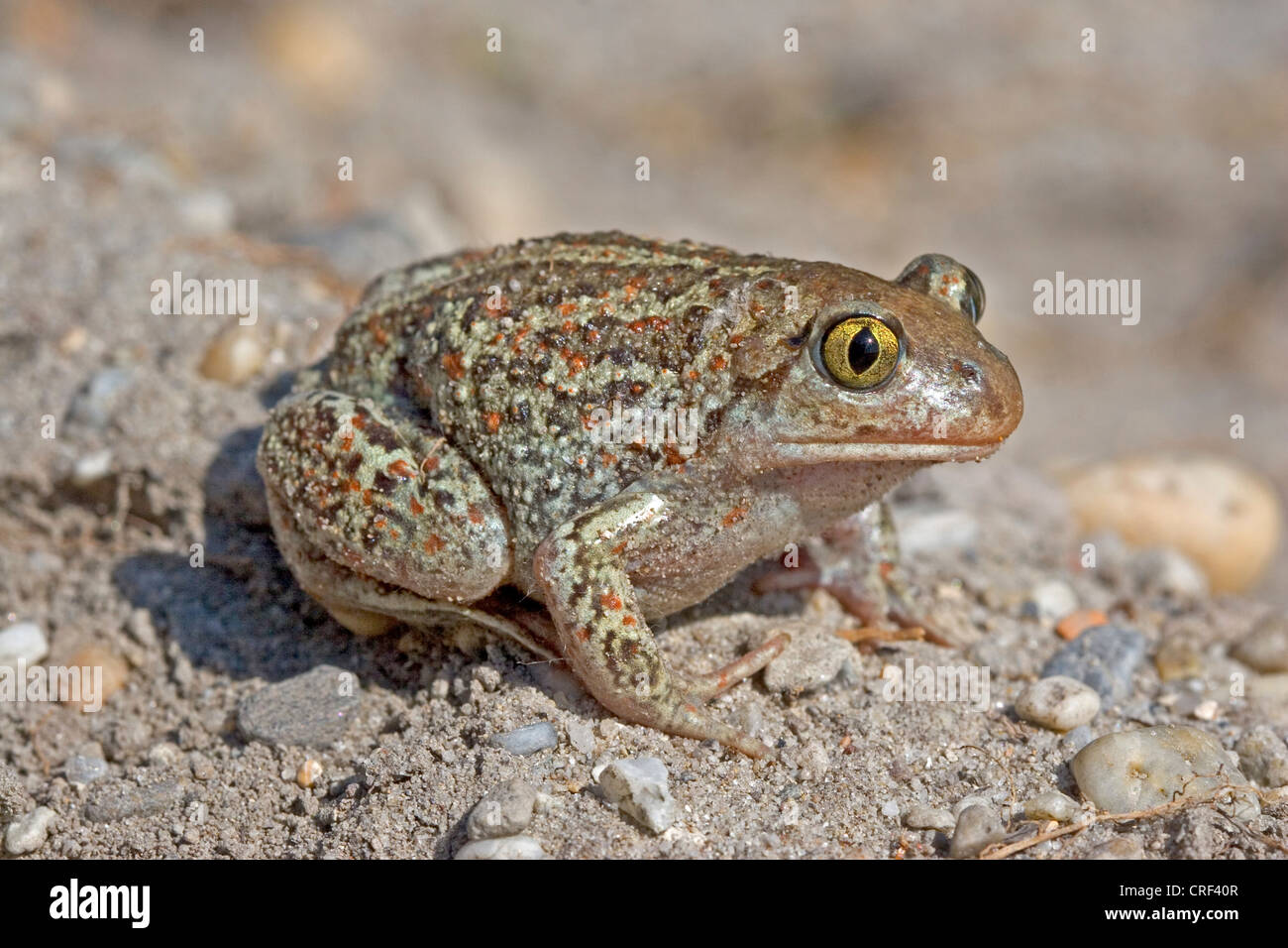 gemeinsamen katzenähnliche, Knoblauch Kröte (Pelobates Fuscus), auf sand Stockfoto