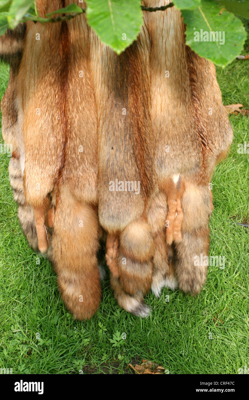 Rotfuchs (Vulpes Vulpes), diverse Pelze, Tasche Stockfoto