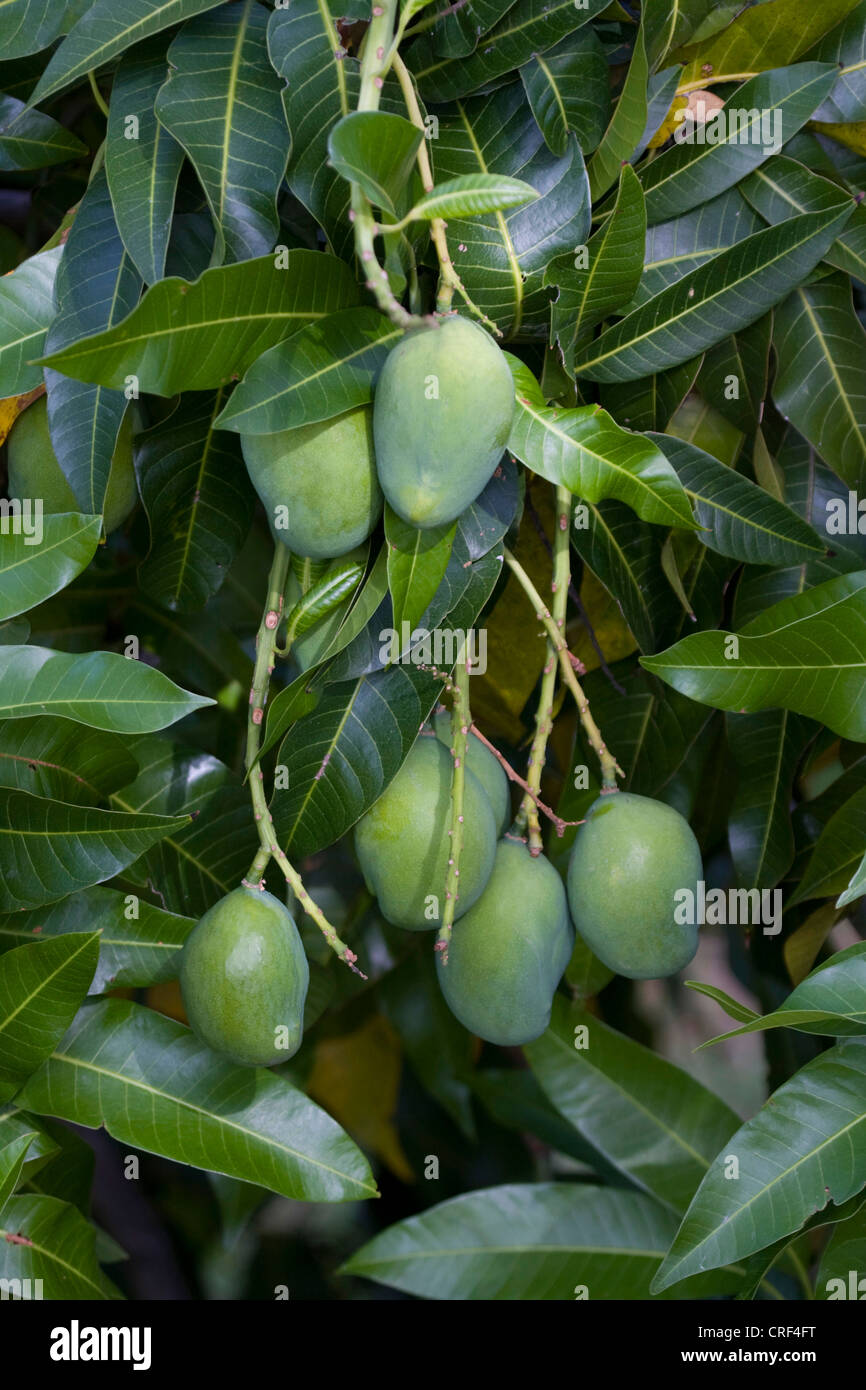 Mango (Mangifera Indica), Früchte am Baum, Namibia Stockfoto