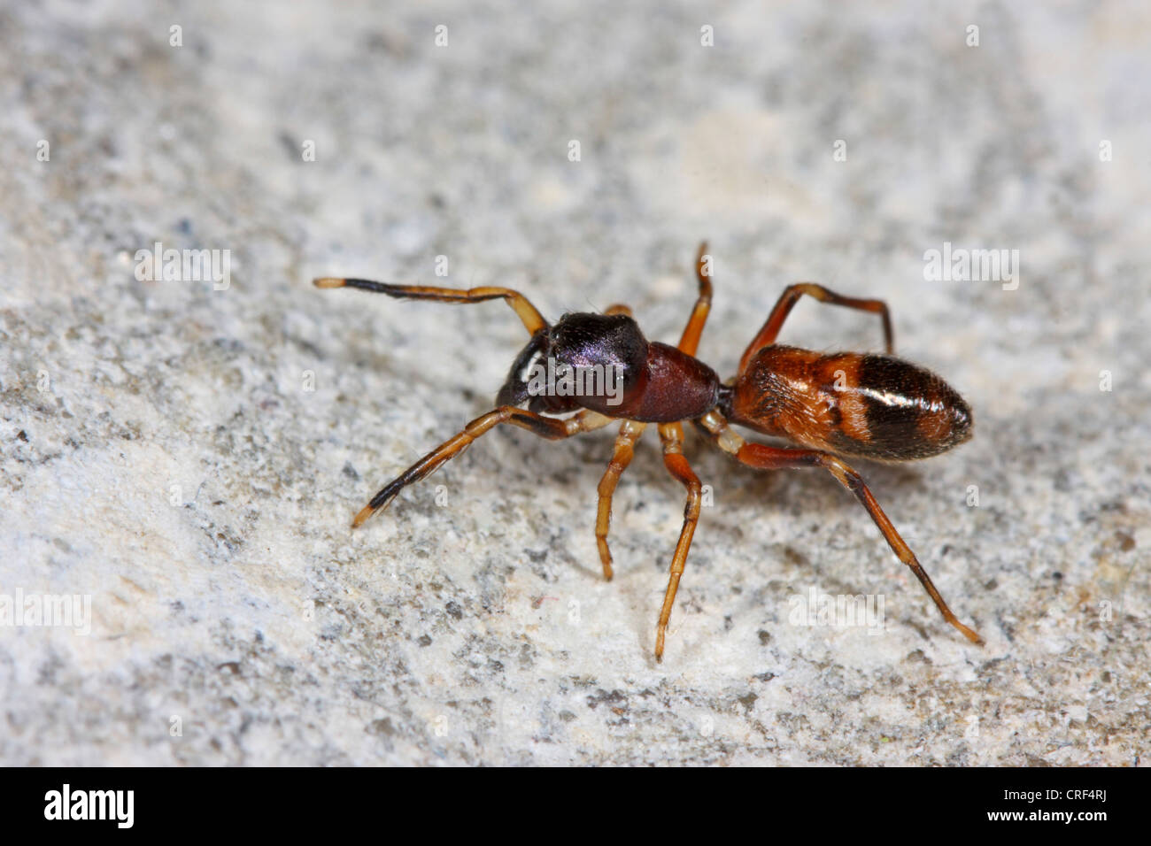 Ameise Spinne (Myrmarachne Formicarien), sitzt auf einem Stein, Weiblich Stockfoto