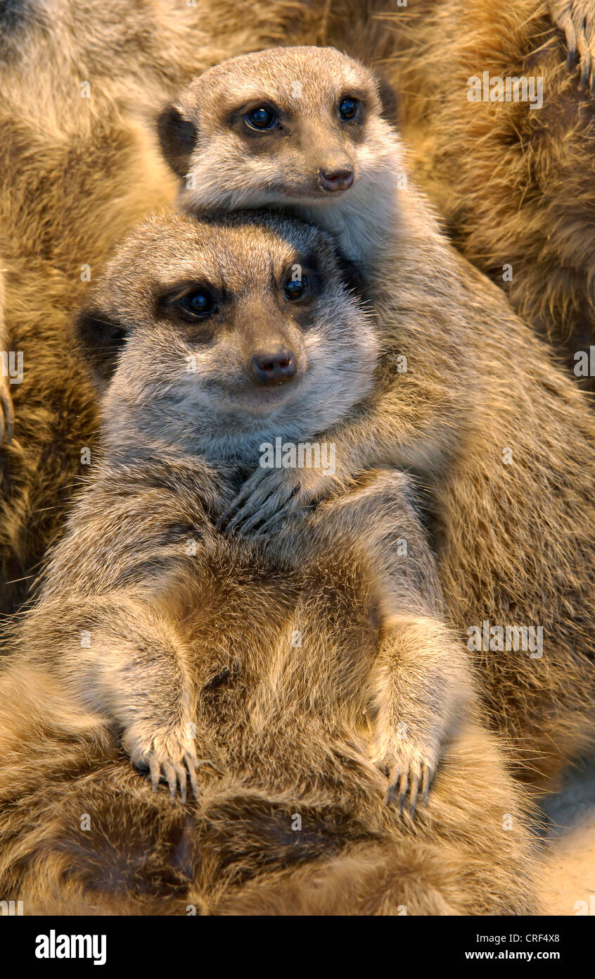 Suricate, schlank-tailed Erdmännchen (Suricata Suricatta), zwei Individuen umarmt Stockfoto