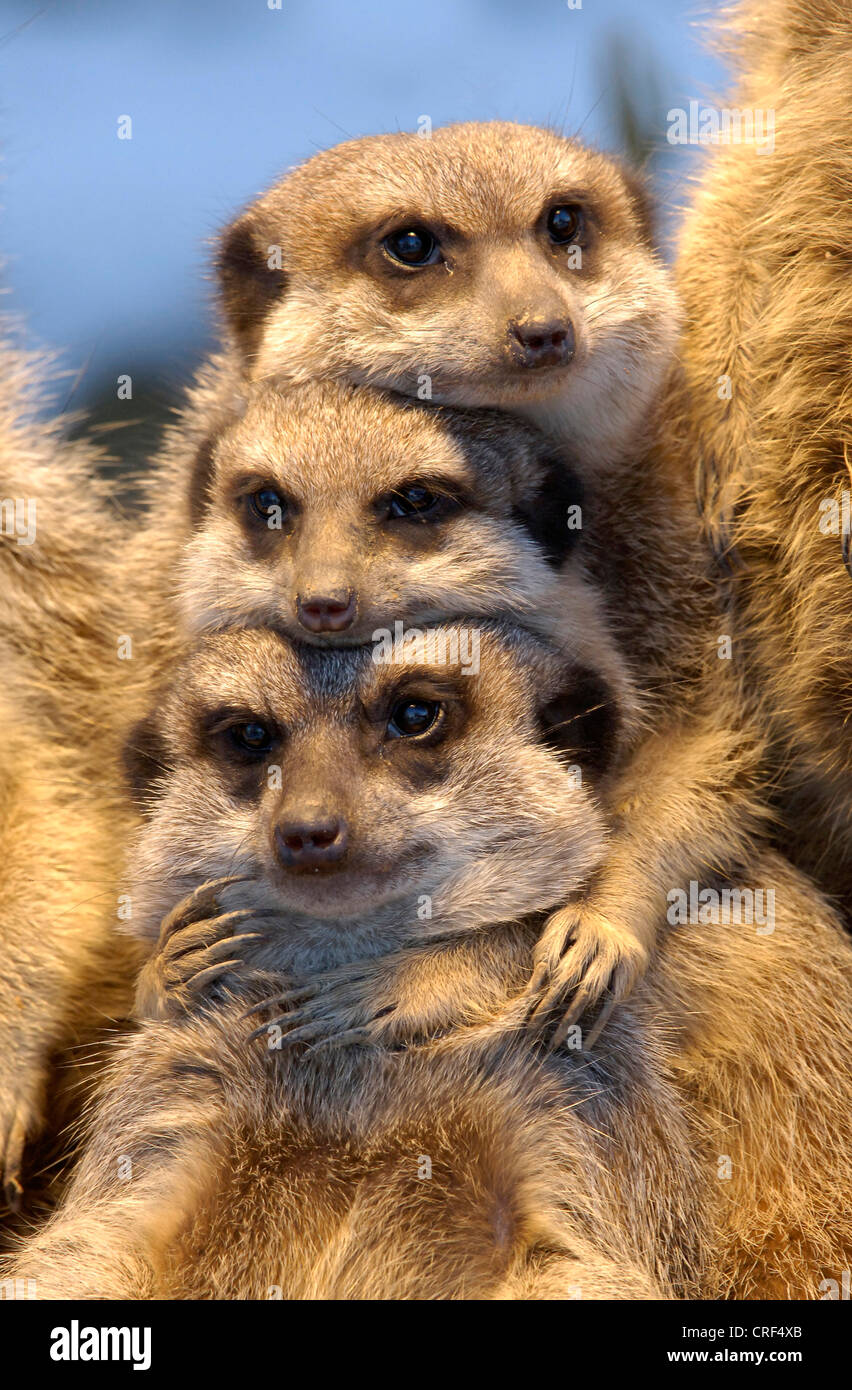 Suricate, schlank-tailed Erdmännchen (Suricata Suricatta), drei Personen umarmen Stockfoto