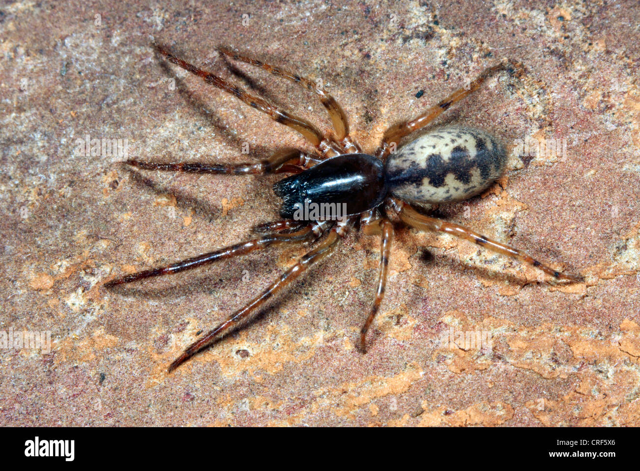 Schlange zurück Spinne, Schlange-Back Spider, Leopard Spinne, Keller Spinne (Segestria Senoculata), Weiblich, auf einem Stein sitzend Stockfoto