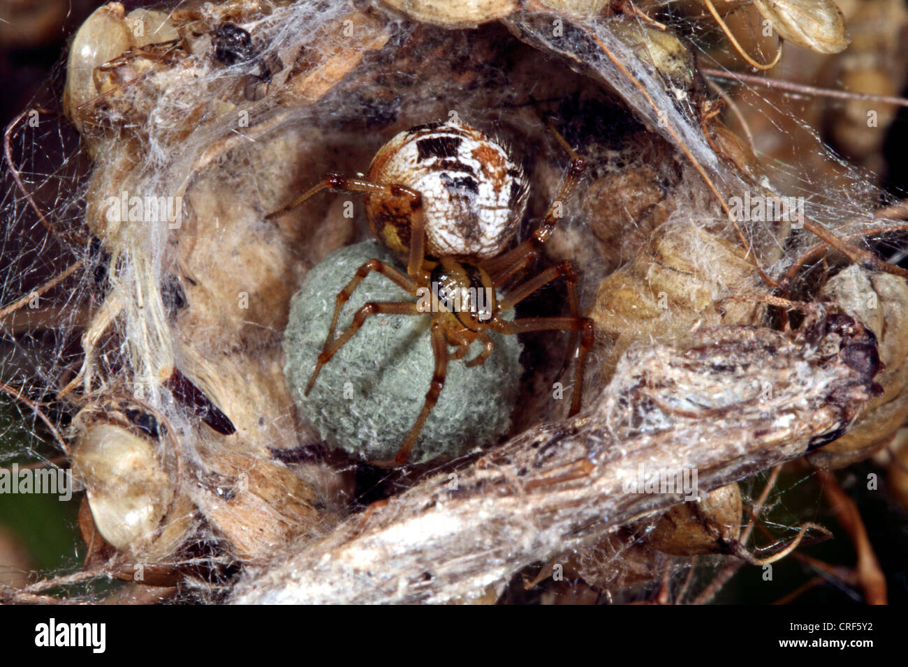 Kamm-footed Spider (Theridion Impressum), Weibchen mit Kokon Stockfoto