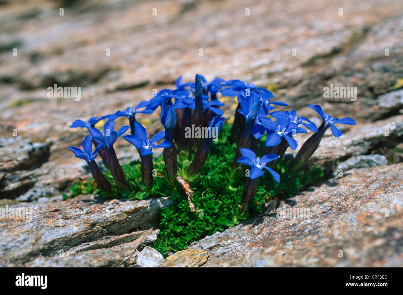 Bayerischer Enzian (Gentiana Bavarica), blühende Pflanzen zwischen Felsen Stockfoto