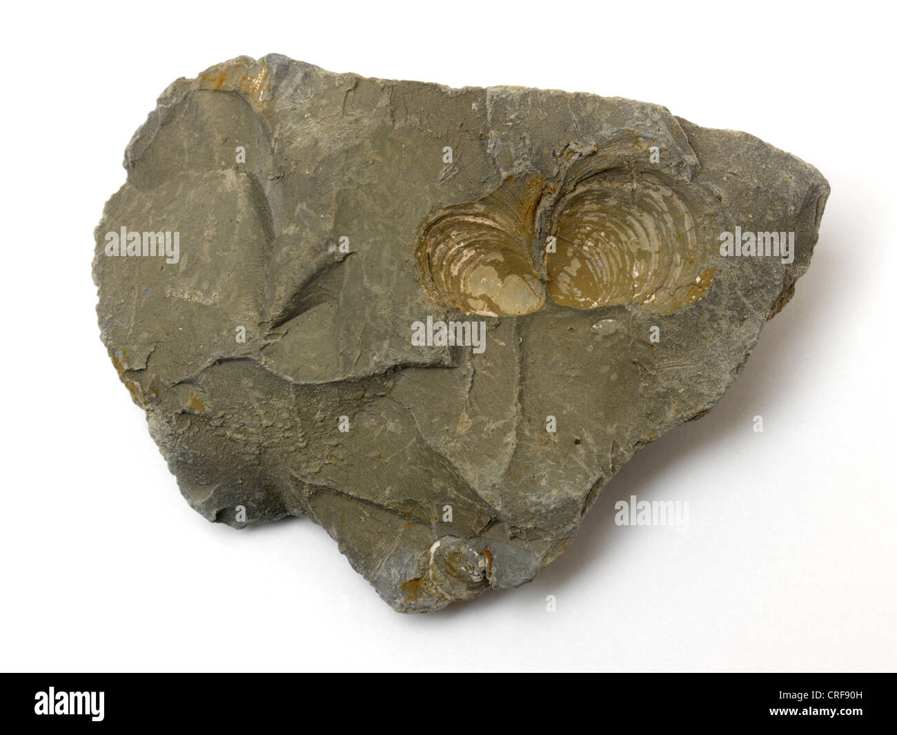 Fossilien von Muscheln auf einem Felsen Stockfoto