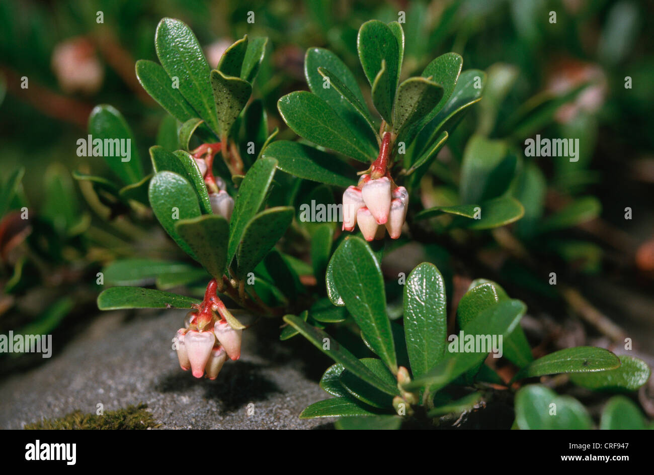 Bärentraube (Arctostaphylos Uva-Ursi), blühende Pflanze Stockfotografie -  Alamy