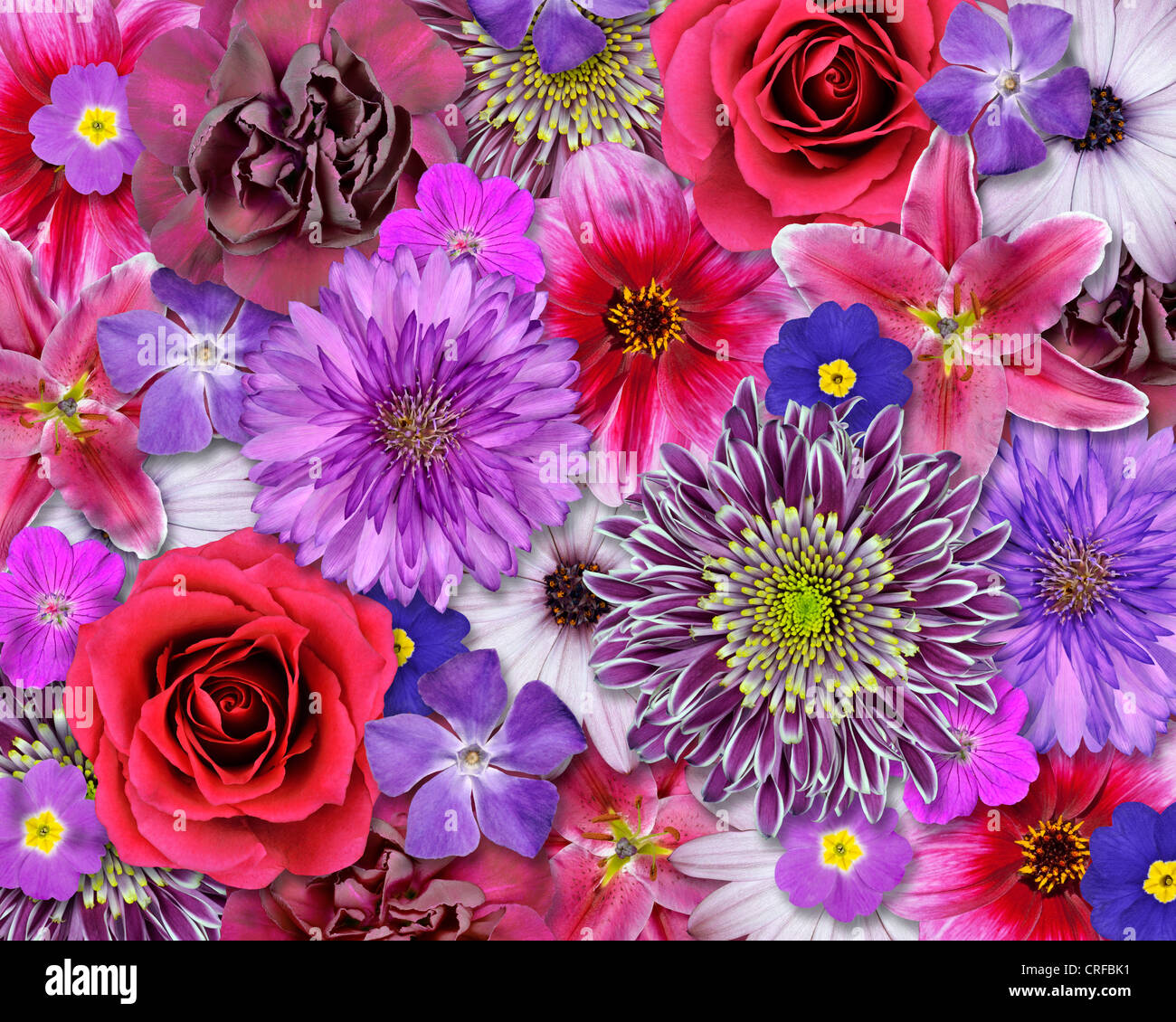 Blume Kollektion rosa lila blau rot weiß Set Dahlien Chrysanthemen Gänseblümchen Kornblume Immergrün Nelke isoliert auf weißem os Stockfoto