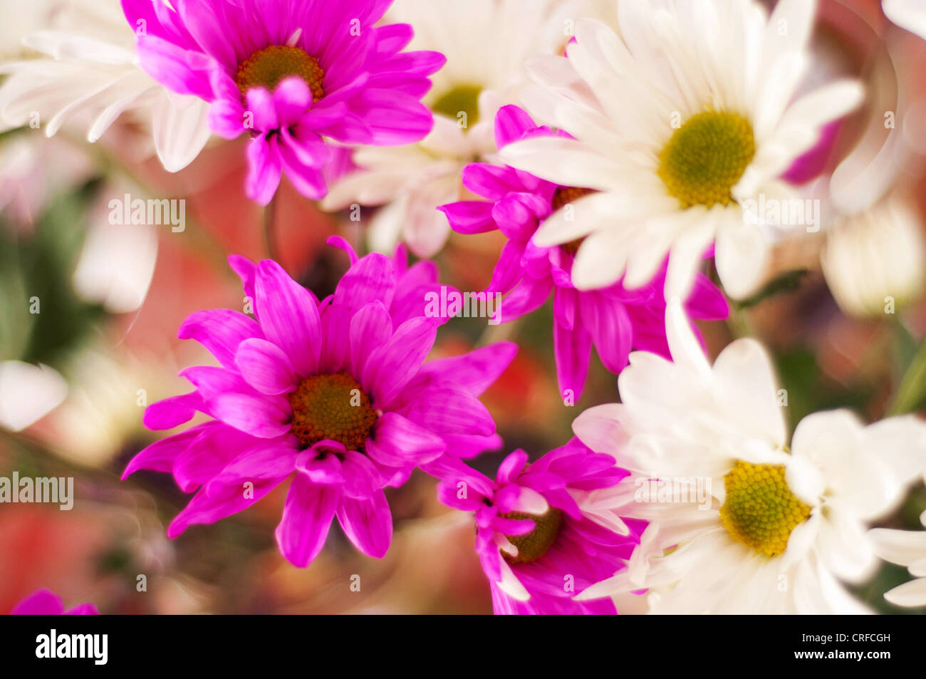 Blumen-heiße rosa und weiße Gänseblümchen an einem windigen Tag fotografiert. Stockfoto