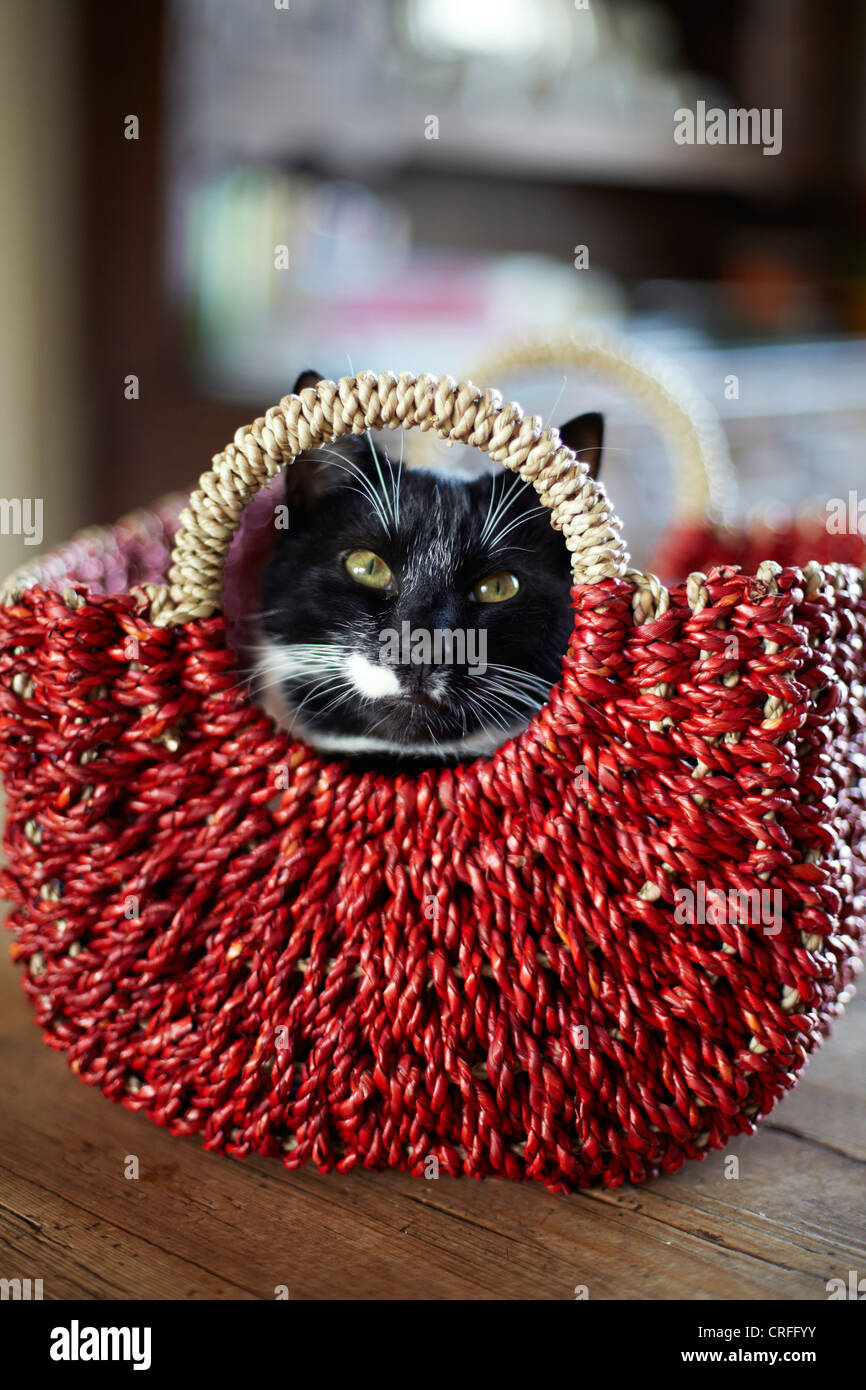 Schwarz / weiß-Katze, die sitzt in einem hellen Rot Weidenkorb Stockfoto