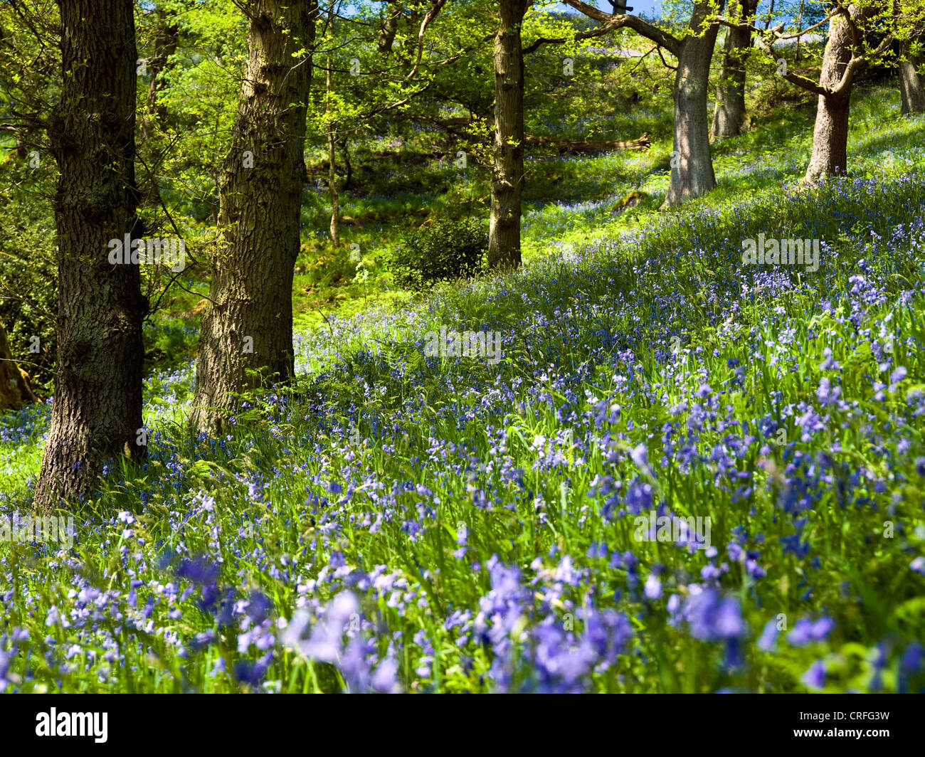 Ein bluebell Wood in der Däne Tal, Peak District National Park Stockfoto