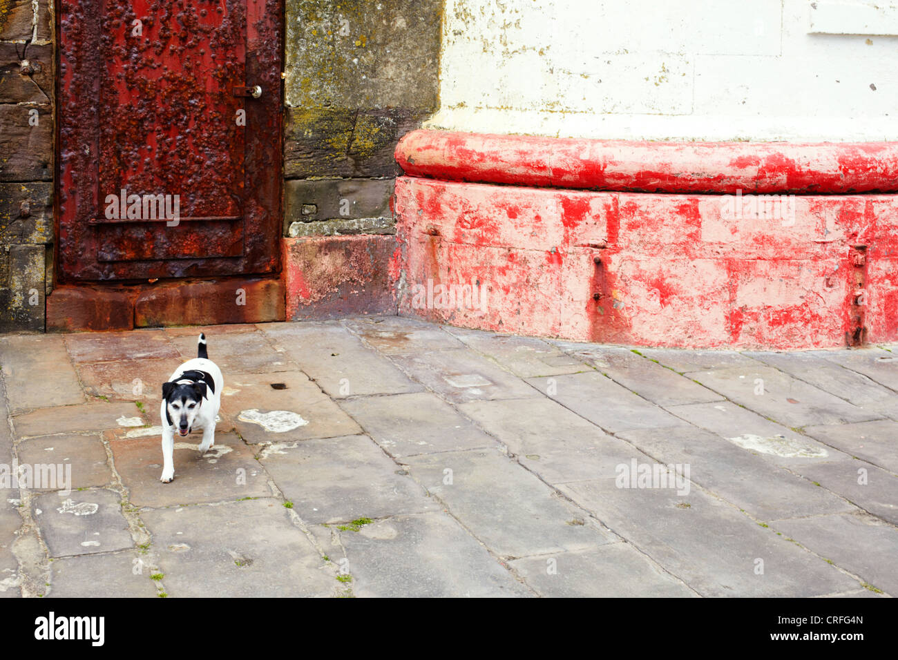 Kleiner Hund und Basis der Leuchtturm Stockfoto