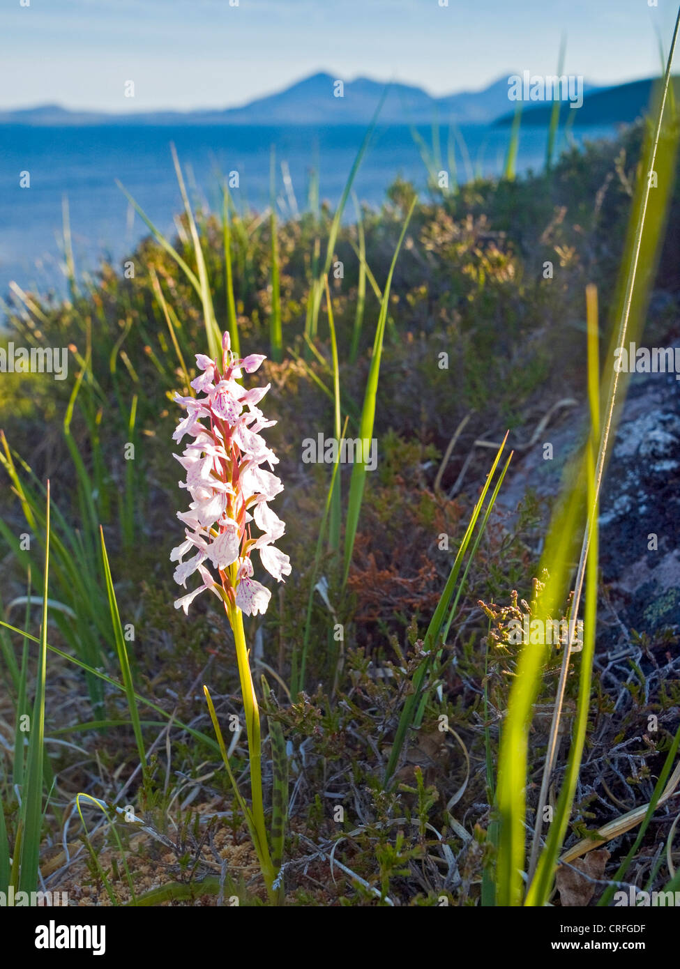 Orchideen, Westküste Schottlands Stockfoto