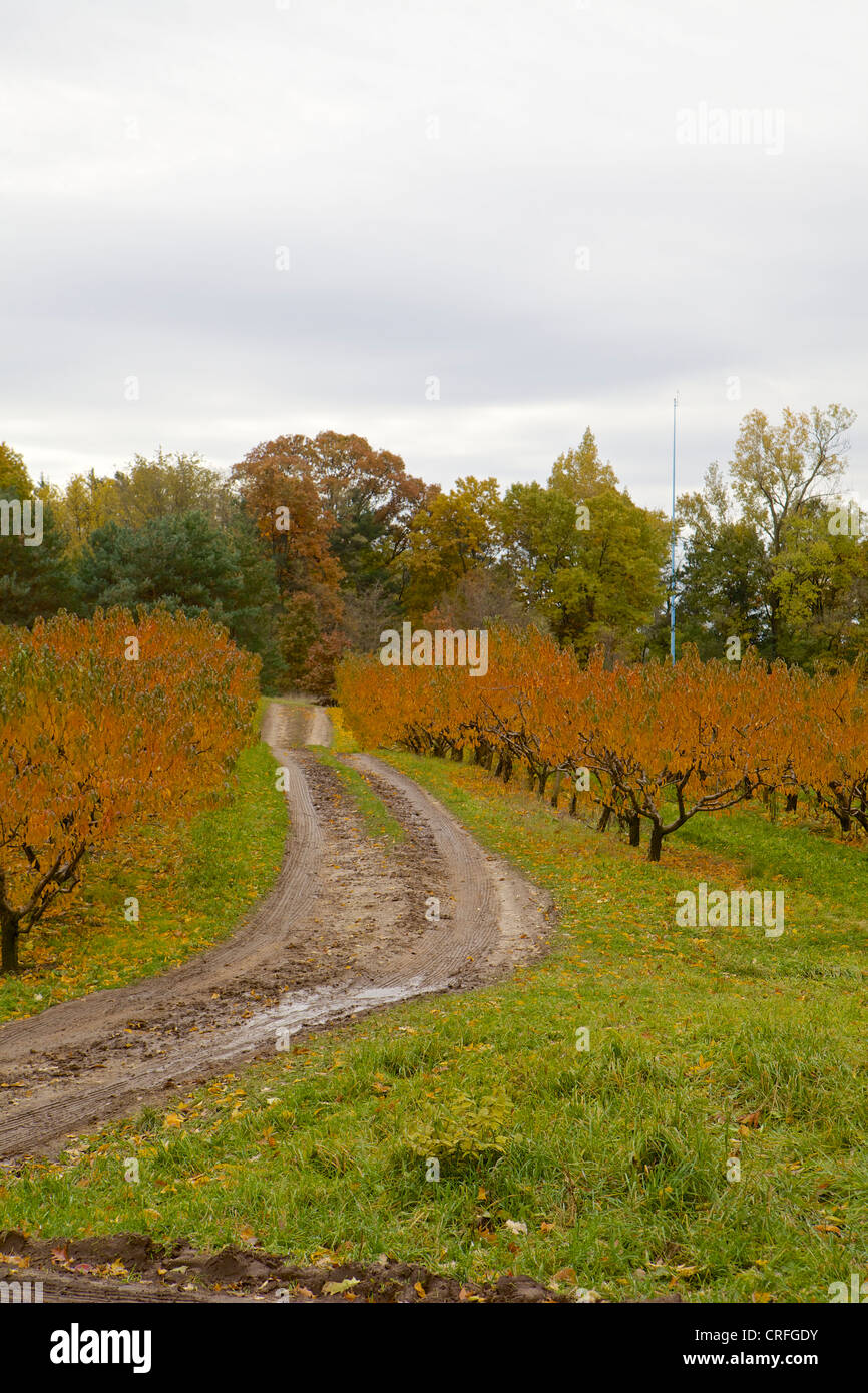 Verfolgen zwei Straße durch Robinettes Apfelplantage im Herbst Stockfoto