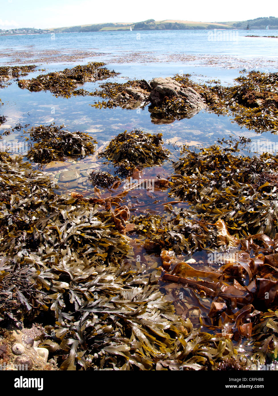Algen, Cornwall, UK Stockfoto