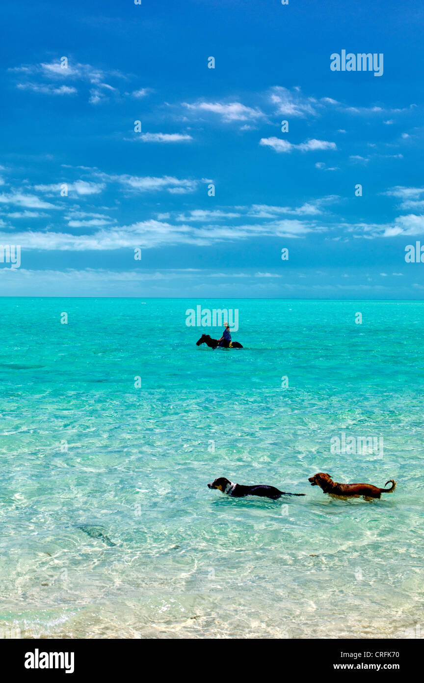 Reiter im Wasser mit Hunden. Providenciales. Turks- und Caicosinseln. Stockfoto