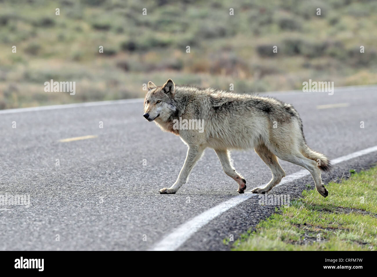 Weibliche graue Wolf (Canis Lupus) 776F aus dem Lamar Canyon Pack kreuzt die Straße im Yellowstone-Nationalpark, Wyoming, USA Stockfoto