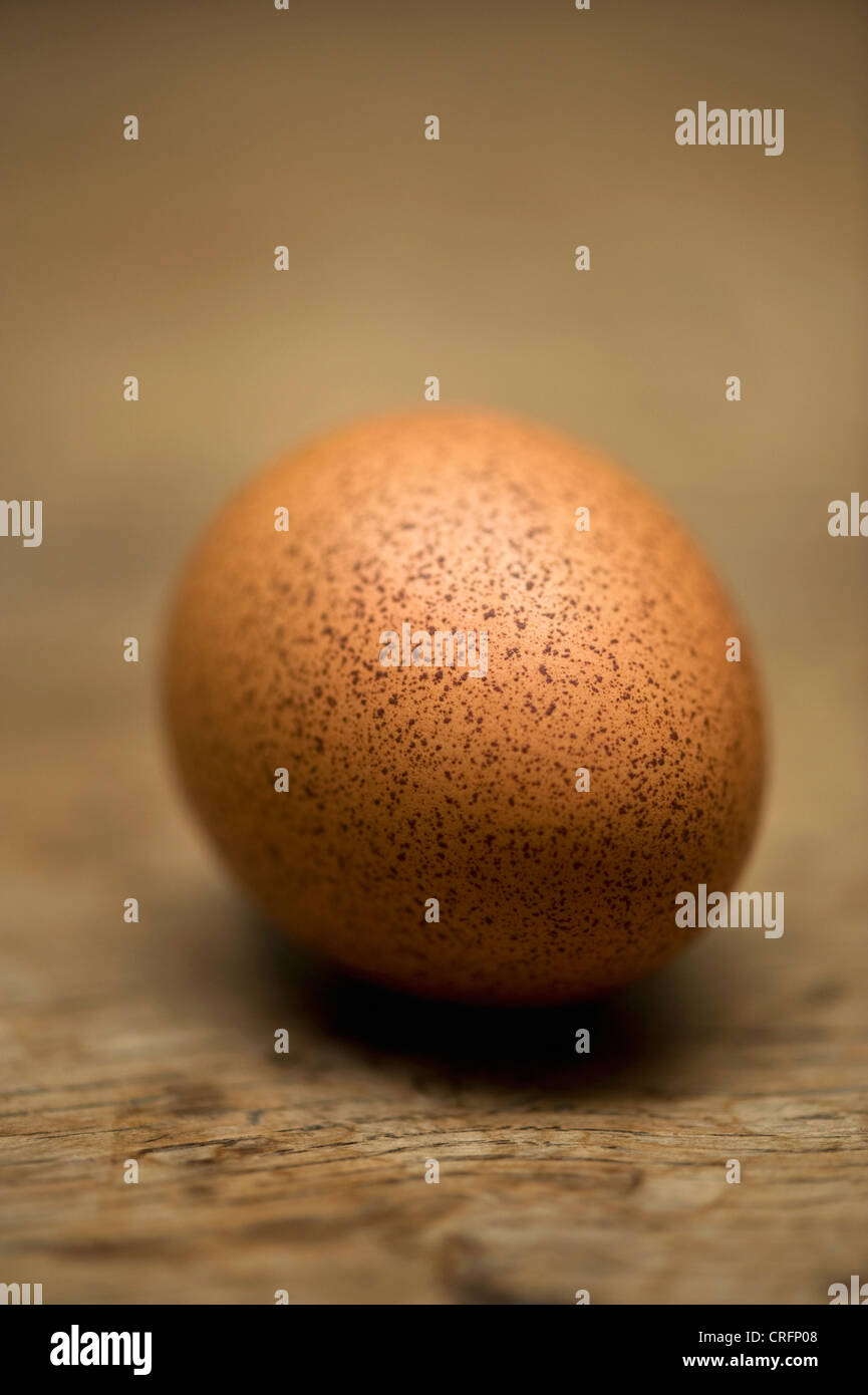 Nahaufnahme von gesprenkelten Ei Stockfoto
