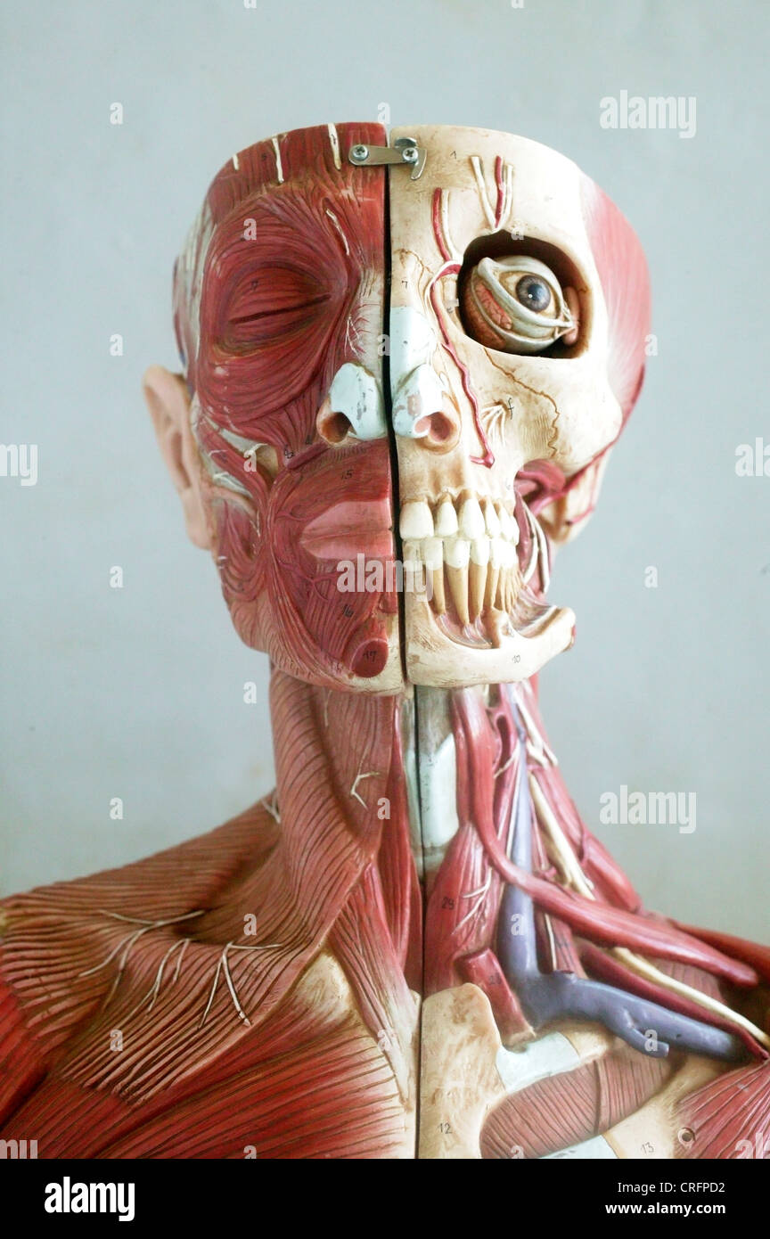 Ein anatomisches Modell zeigt die skelettalen und muskulären Strukturen des Gesichtes und des Halses. Stockfoto