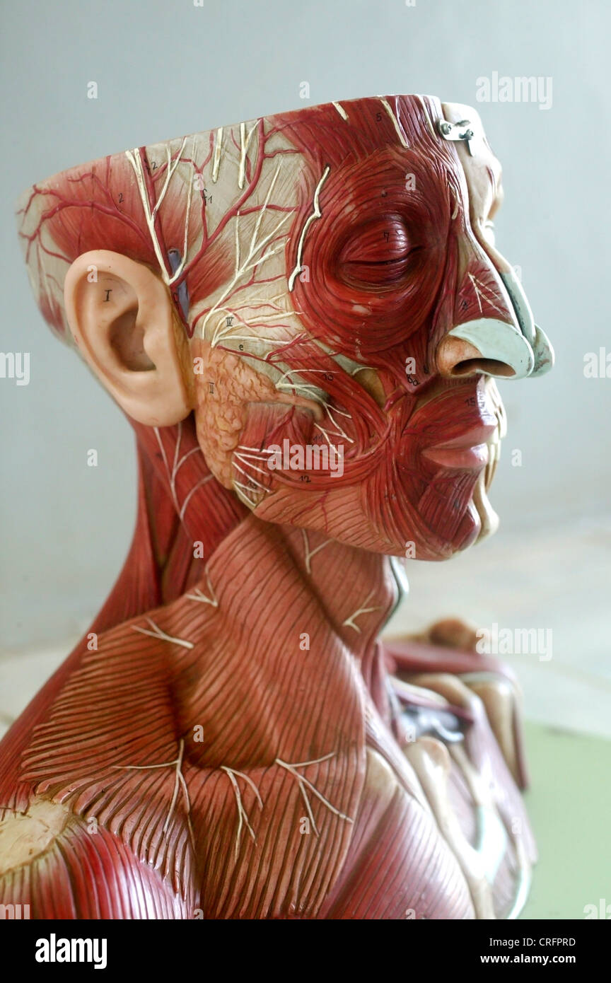 Akademischen Anatomie Arterien Arterie Atlas des menschlichen Körpers Stockfoto