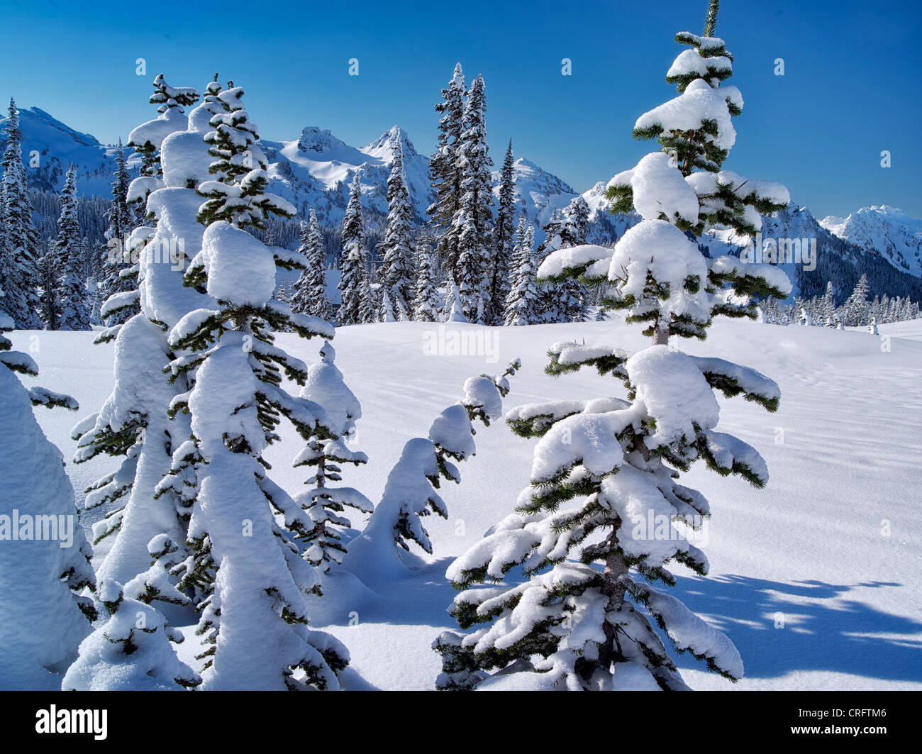 Schneebedeckte Bäume und Tatoosh Berge. Mt. Rainier Nationalpark, Washington Stockfoto