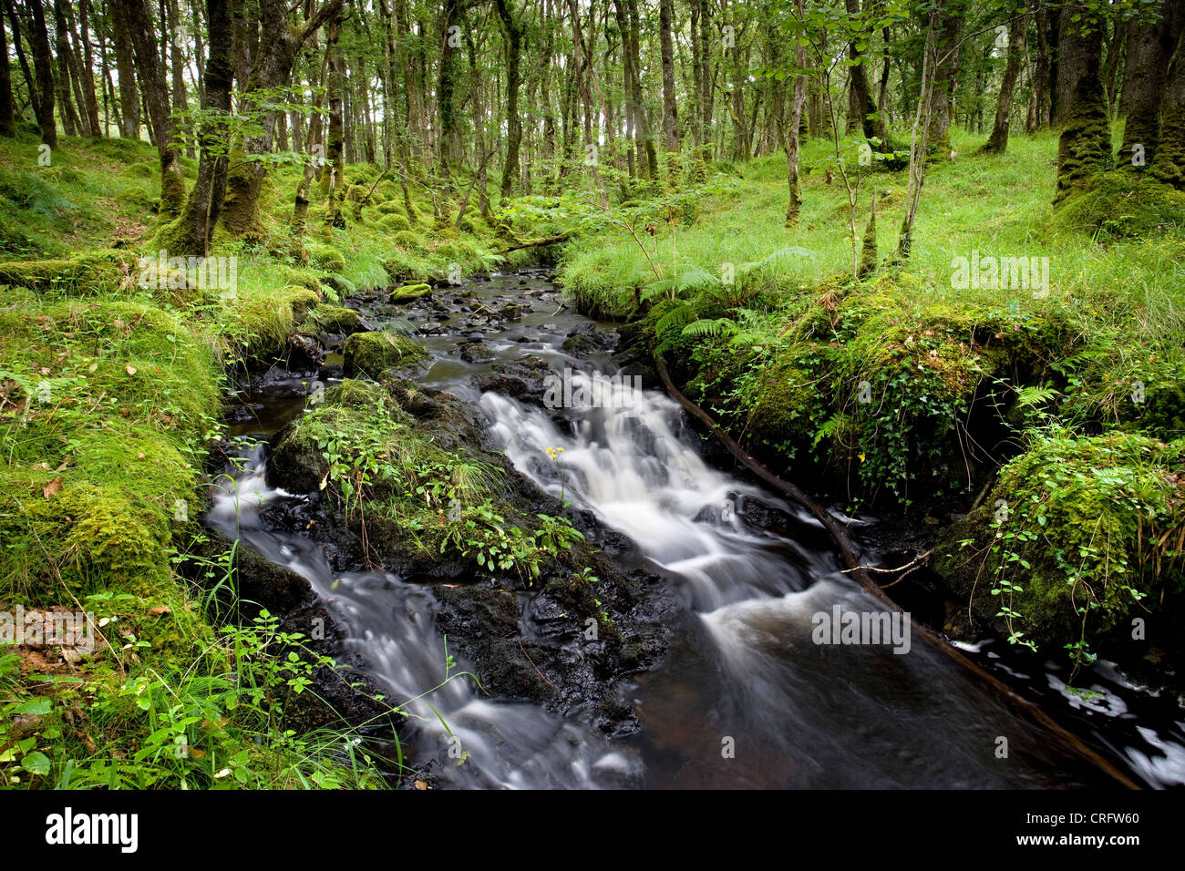 Holz von Cree, Dumfries and Galloway, Schottland Stockfoto