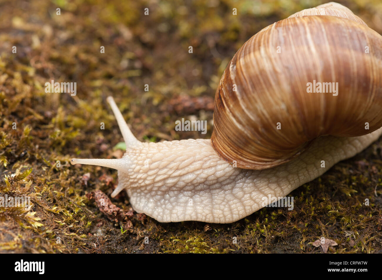 Roman oder Burgund Schnecke kriecht über Moos und Steinen große Schnecke Weinrebe geschützte Arten gefunden ungestört Grünland Erwachsene Stockfoto