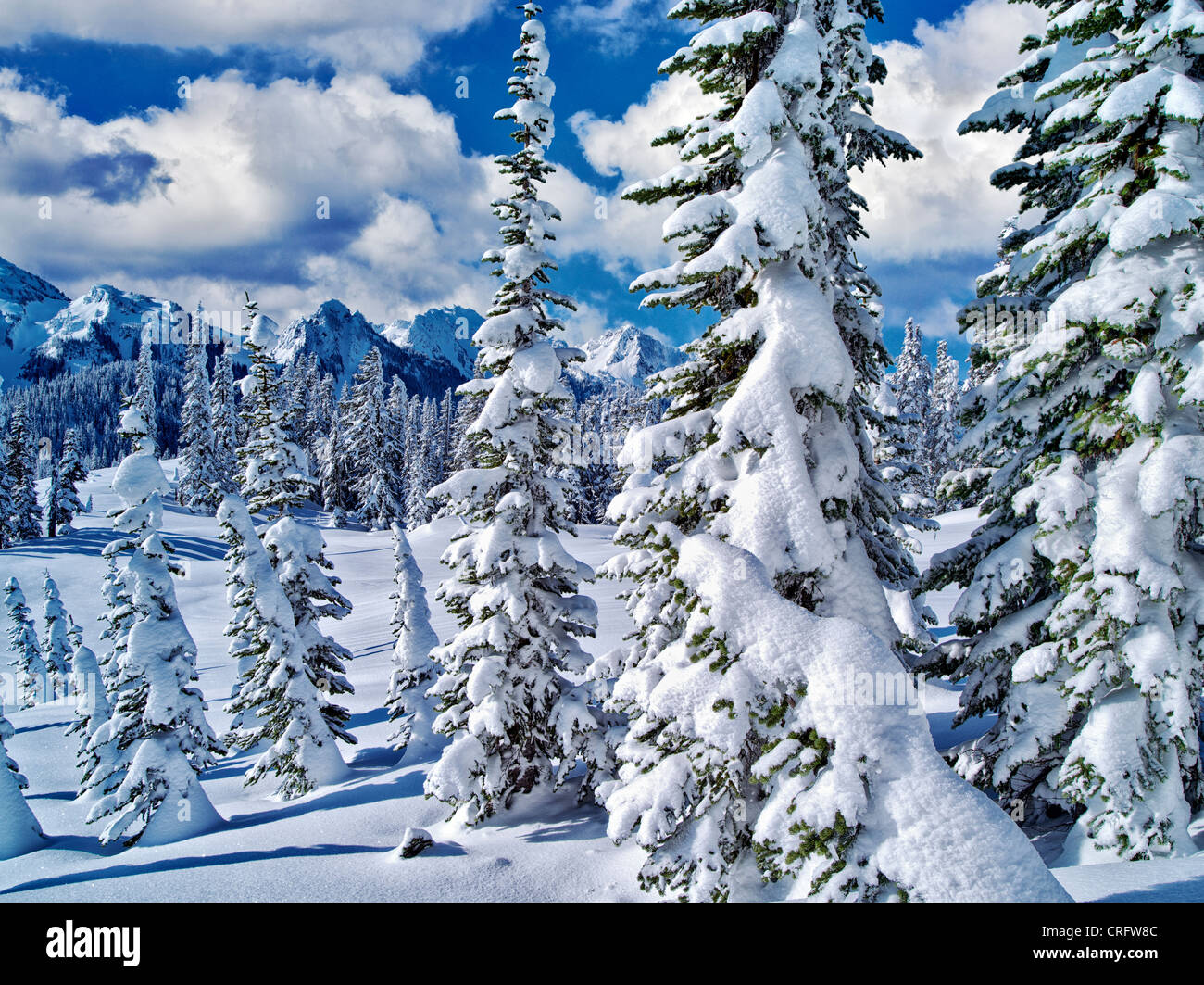 Schneebedeckte Bäume und Tatoosh Berge. Mt. Rainier Nationalpark, Washington Stockfoto