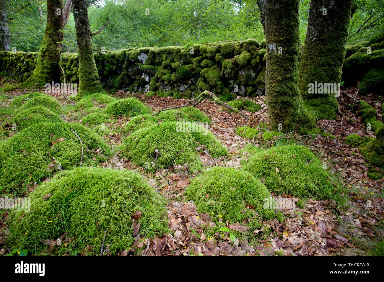 Holz von Cree, Dumfries and Galloway, Schottland Stockfoto