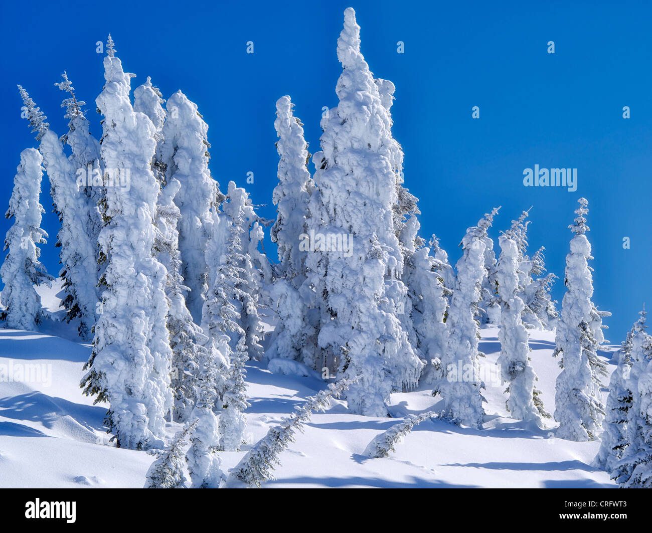Schneebedeckte Bäume. Mt. Rainier Nationalpark, Washington Stockfoto
