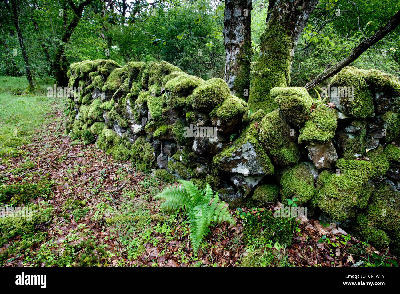 Holz von Cree, Dumfries and Galloway, Schottland Stockfoto