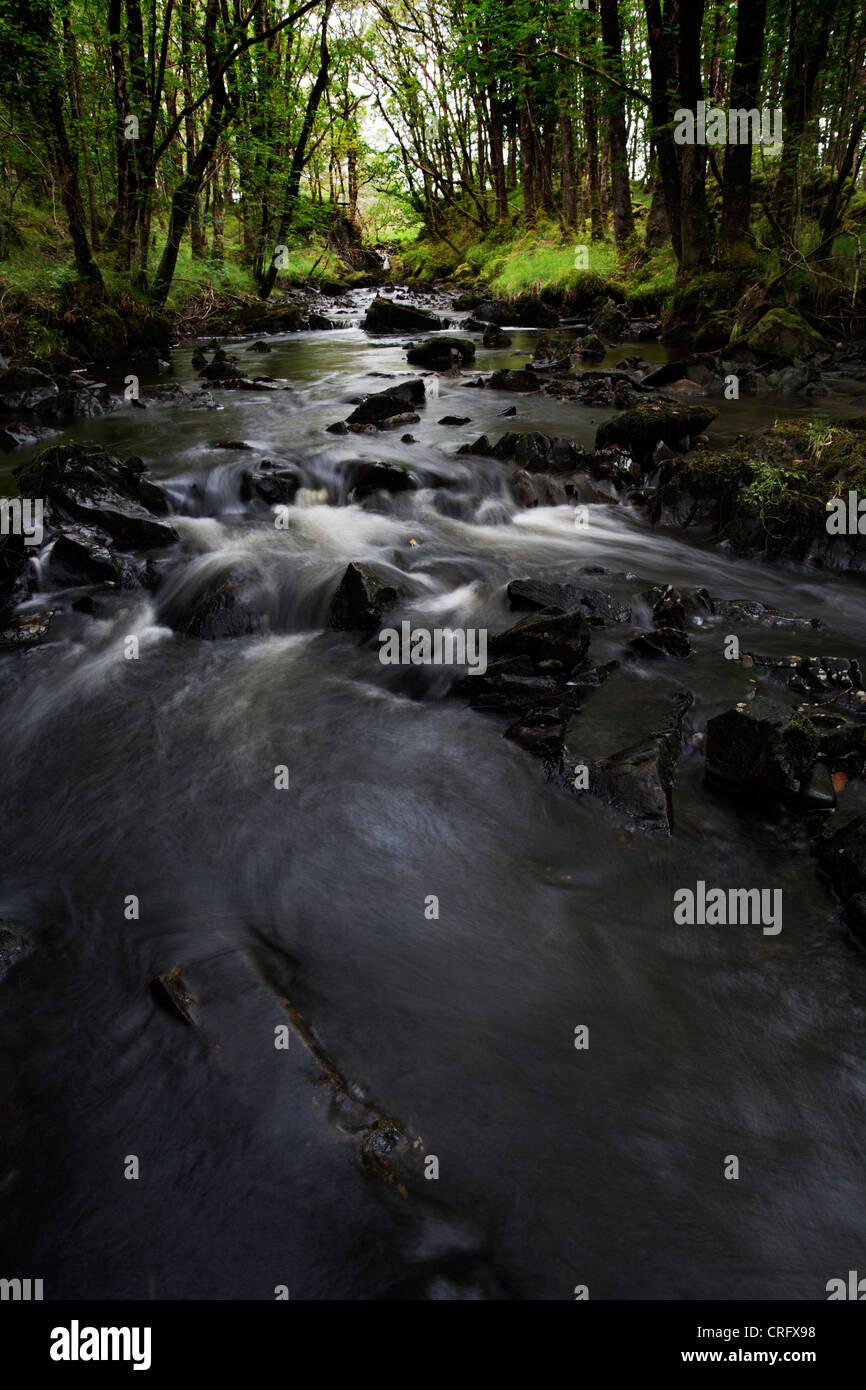 Holz von Cree, Dumfries and Galloway, Schottland Stockfoto