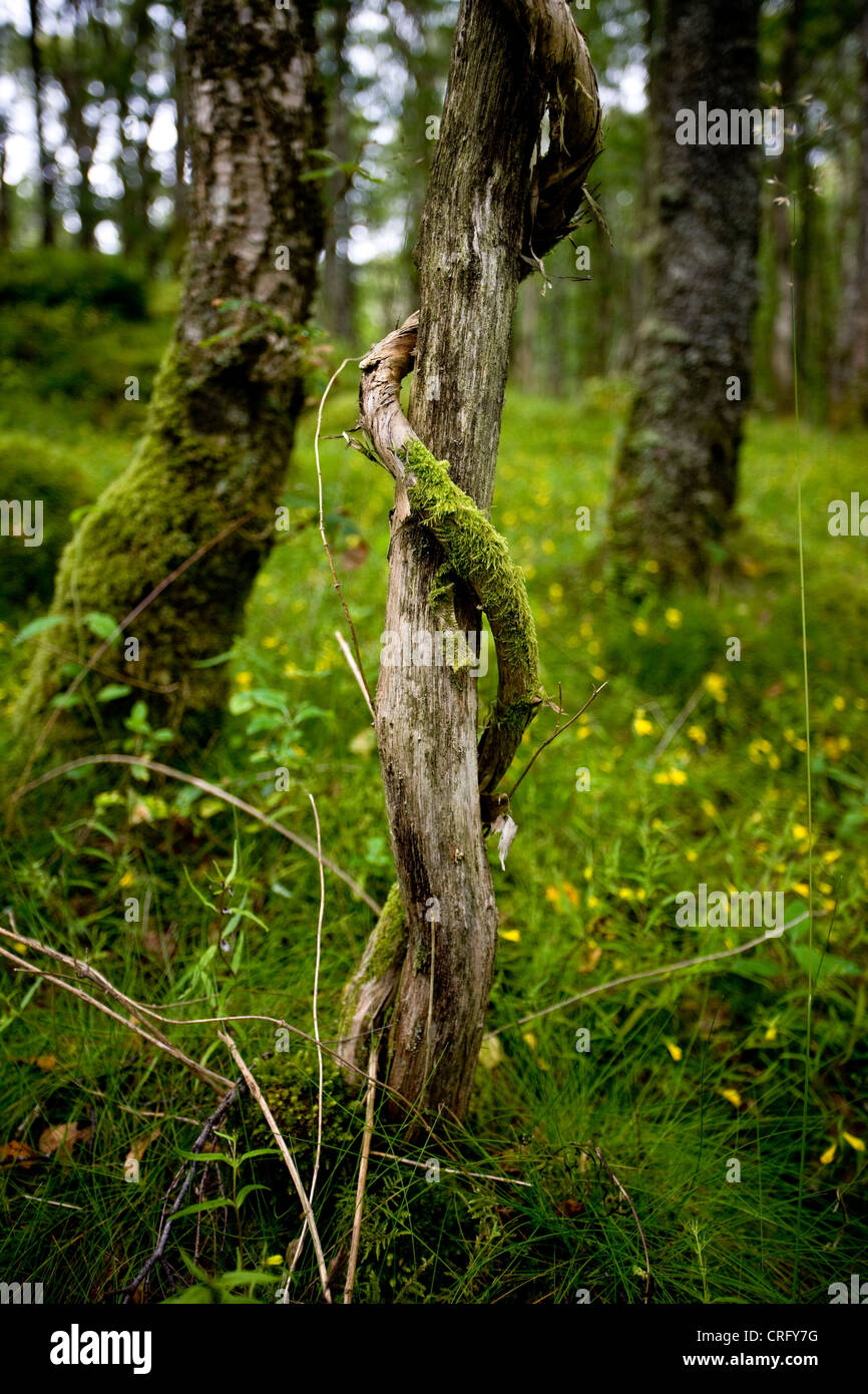 Holz von Cree, Dumfries and Galloway, Schottland Stockfoto